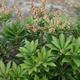 Jak uprawiać pieris? Zasady uprawy pierisa japońskiego Jak uprawiać pieris? Zasady uprawy pierisa japońskiego